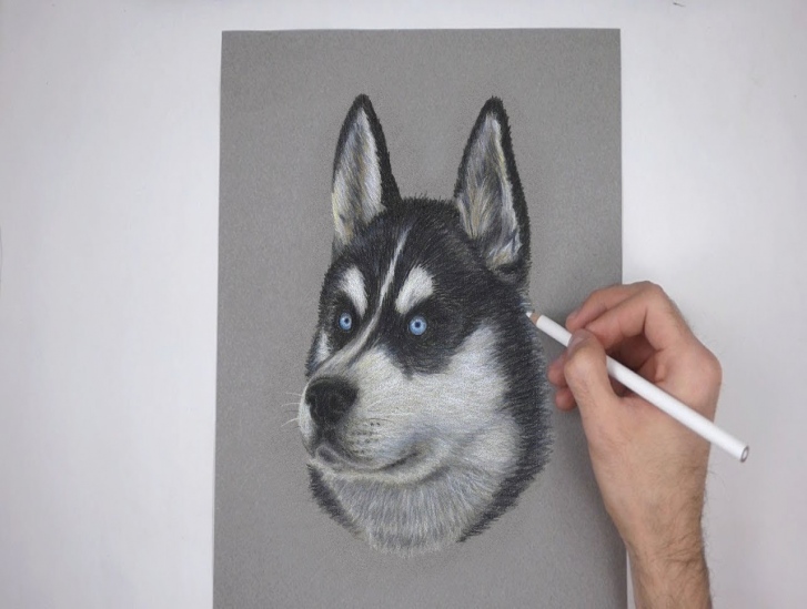 727x549 Special Husky Dog Portrait Drawing! - Husky Puppy Drawing