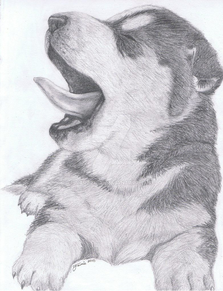 783x1020 Husky Pup - Husky Puppy Drawing