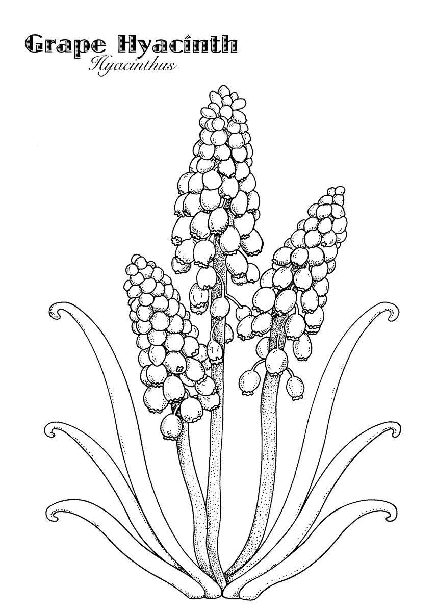 Hyacinth Drawing
