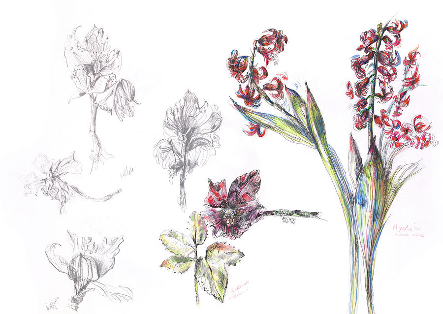 900x638 hellebore, hyacinth drawing - Hyacinth Drawing