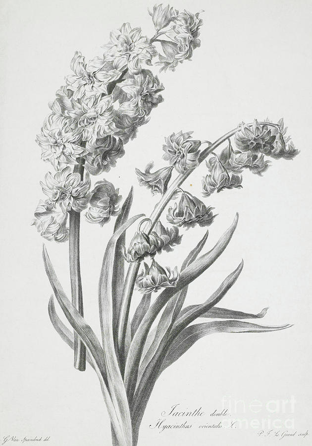 630x900 Hyacinth Drawing - Hyacinth Drawing
