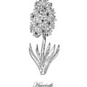 180x180 Hyacinth Flower Botanical Drawing Black And White Art Print - Hyacinth Drawing