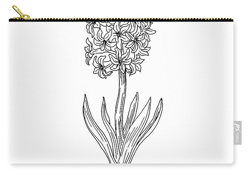 800x570 Hyacinth Flower Botanical Drawing Black And White Carry All Pouch - Hyacinth Drawing