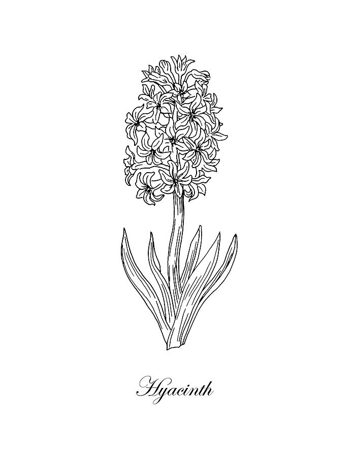 Hyacinth Drawing at Explore collection of Hyacinth