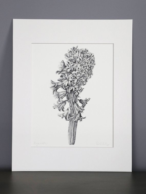 570x760 Hyacinth Pencil Botanical Print Etsy - Hyacinth Drawing