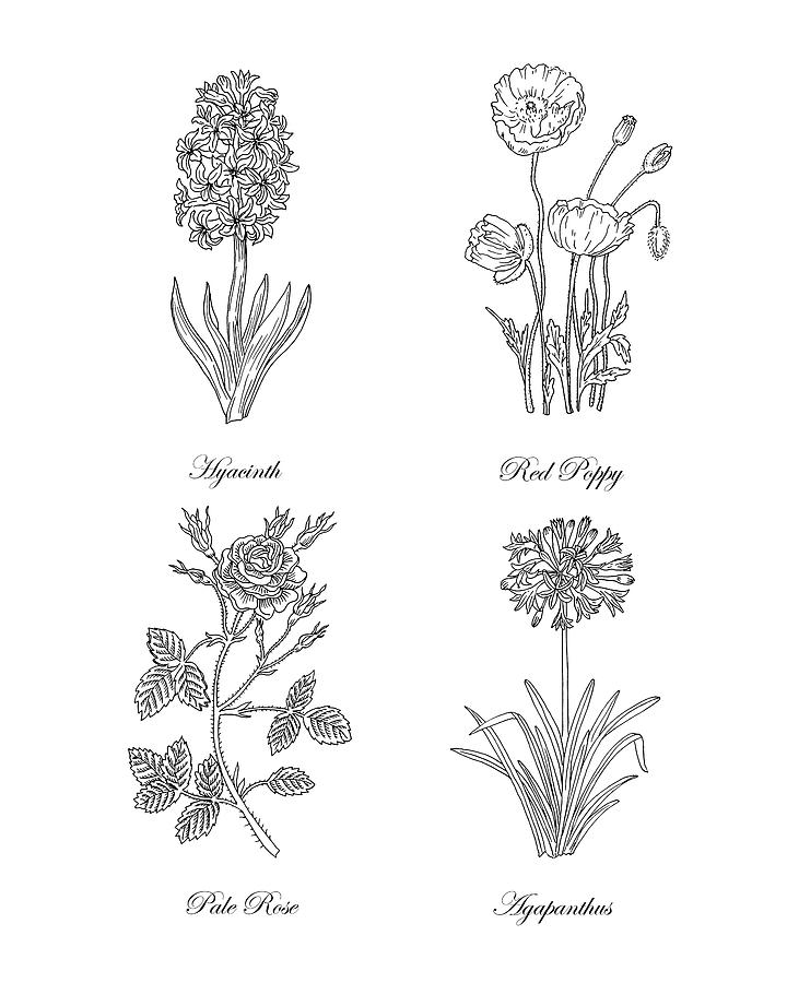 720x900 hyacinth red poppy pale rose agapanthus drawing drawing - Hyacinth Drawing