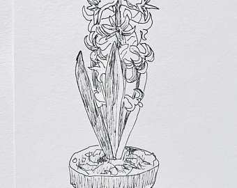 340x270 Hyacinth Drawing Etsy - Hyacinth Drawing