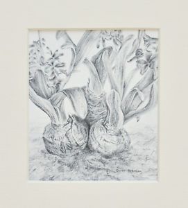 271x300 Hyacinth Plants, Pencil Drawing, Ready Mounted For Frame Ebay - Hyacinth Drawing