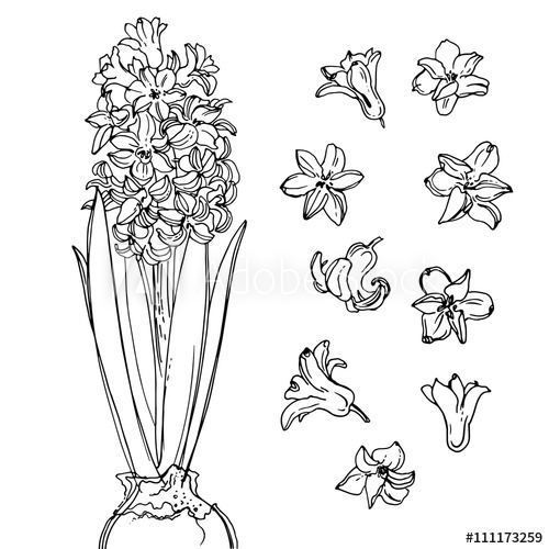 500x500 Hyacinth Flowers Line Drawn On A White Background Sketch - Hyacinth Drawing