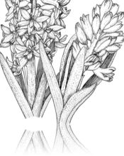 175x220 Best Hyacinths Drawing Images Framed Artwork, Find Art - Hyacinth Drawing