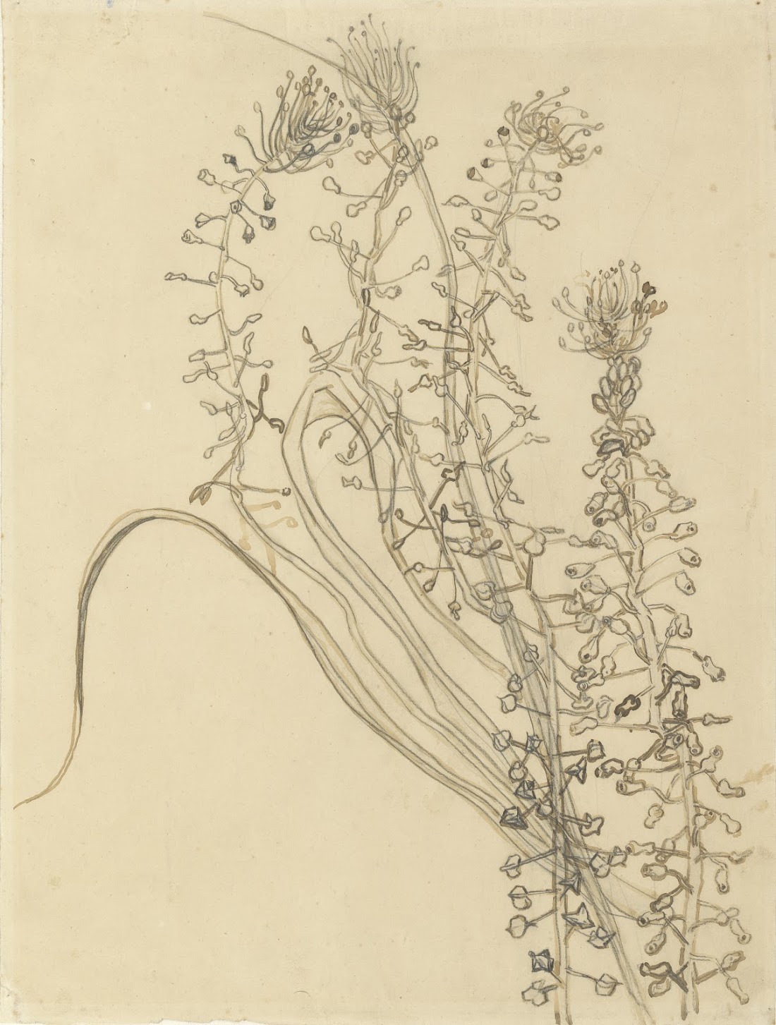 1100x1453 Vincent Van Gogh - Hyacinth Drawing