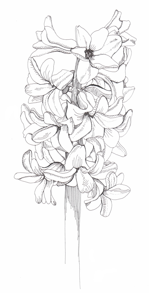 500x946 Hyacinth Phase - Hyacinth Drawing