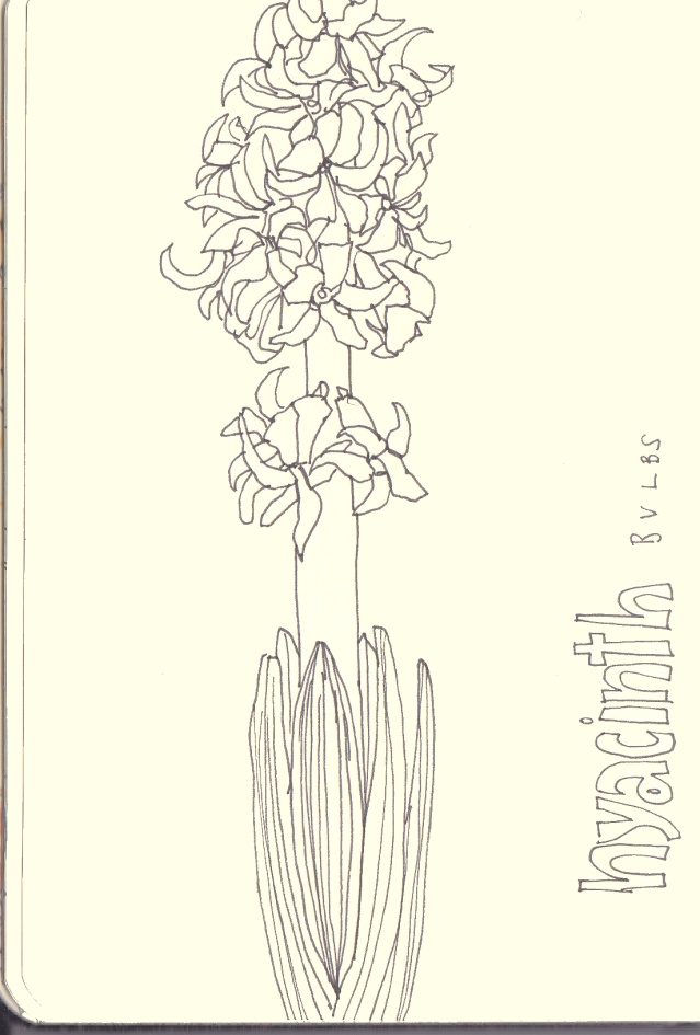 639x945 lime green cardi hyacinth bulbs and drawing - Hyacinth Drawing