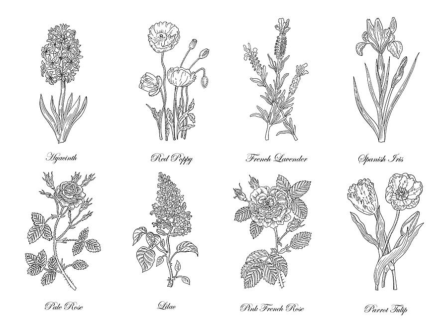 900x668 Botanical Flowers Decorative Drawing Drawing - Hyacinth Drawing