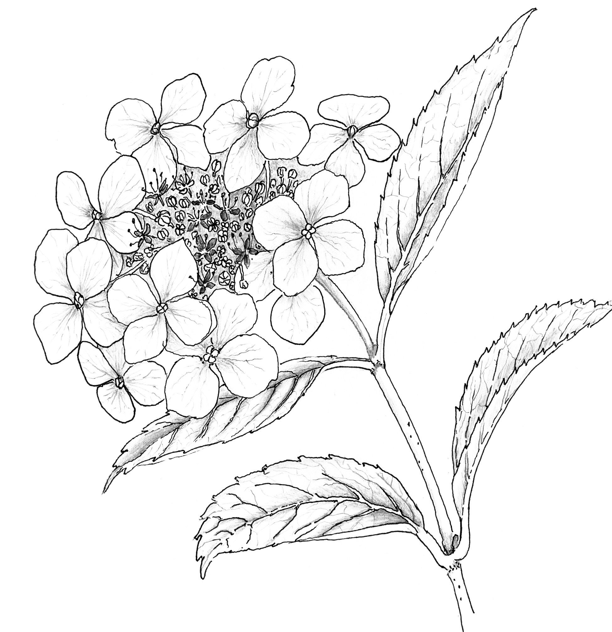 1950x2014 How To Draw A Poppy Flower Step - Hydrangea Drawing