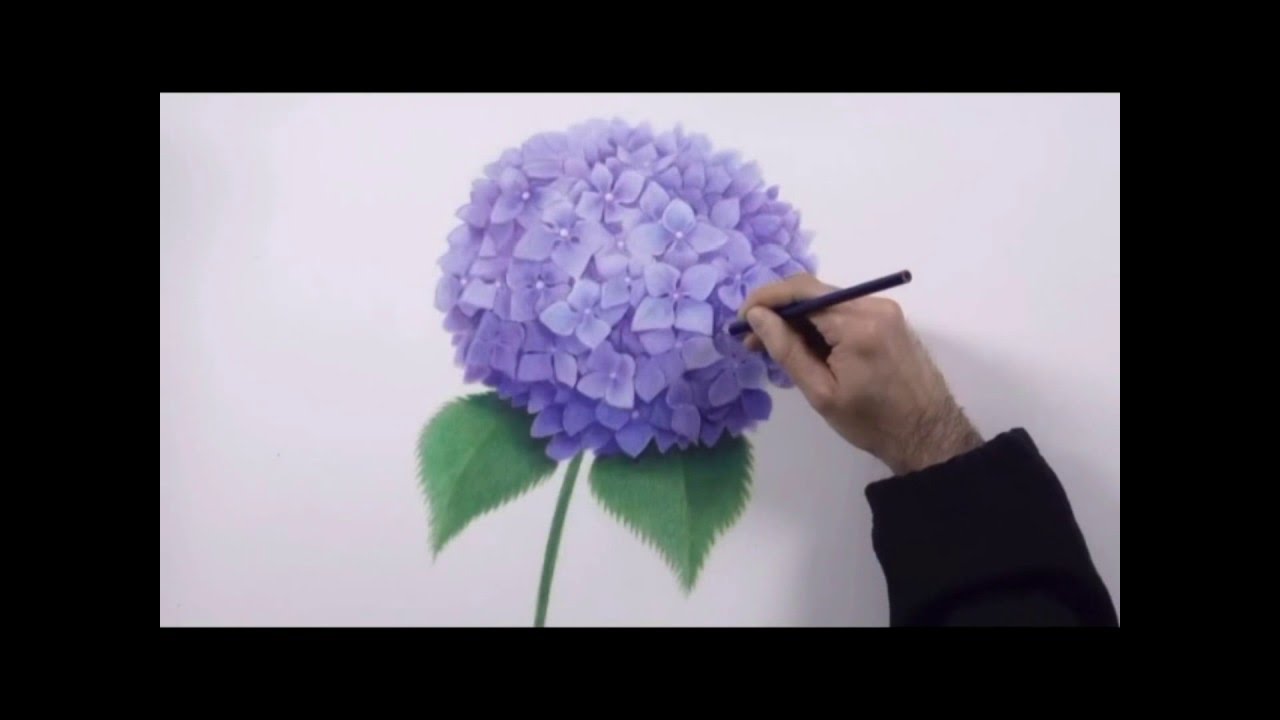1280x720 How To Draw Hydrangea,drawing - Hydrangea Drawing