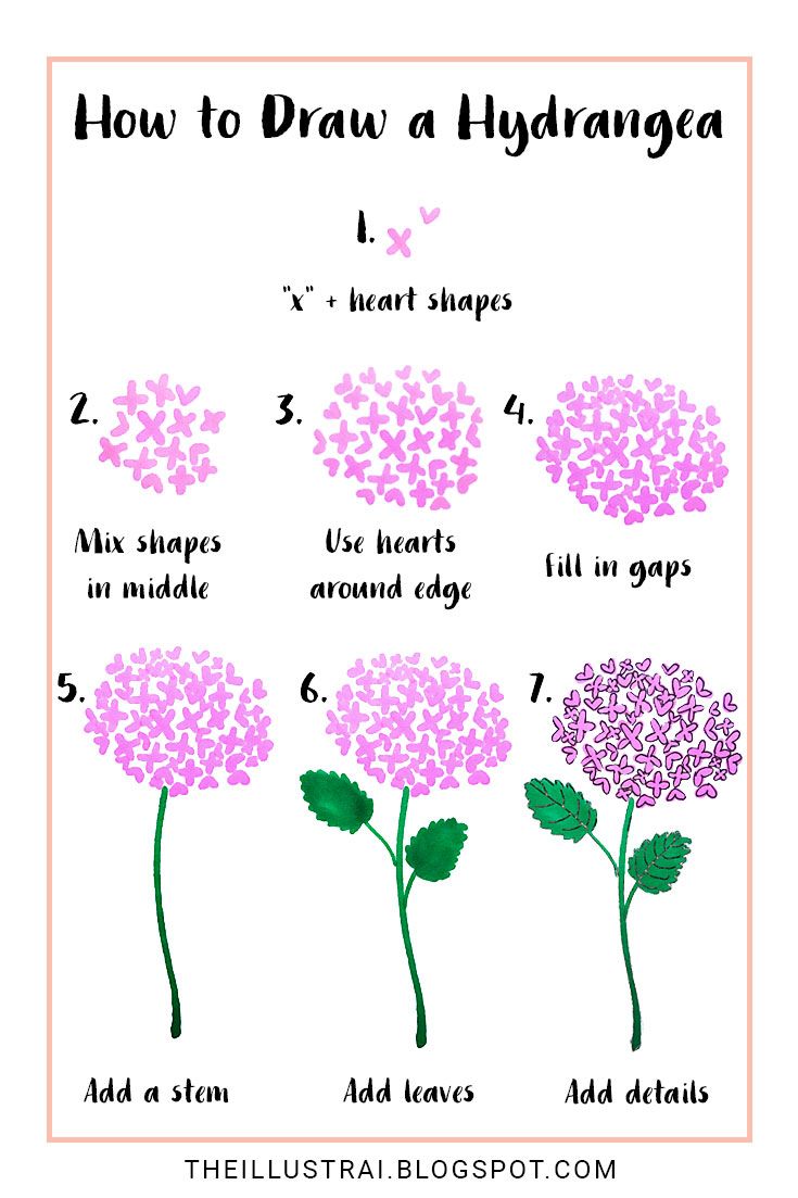 735x1103 How To Draw A Hydrangea Doodles Sketches Illustrations - Hydrangea Drawing