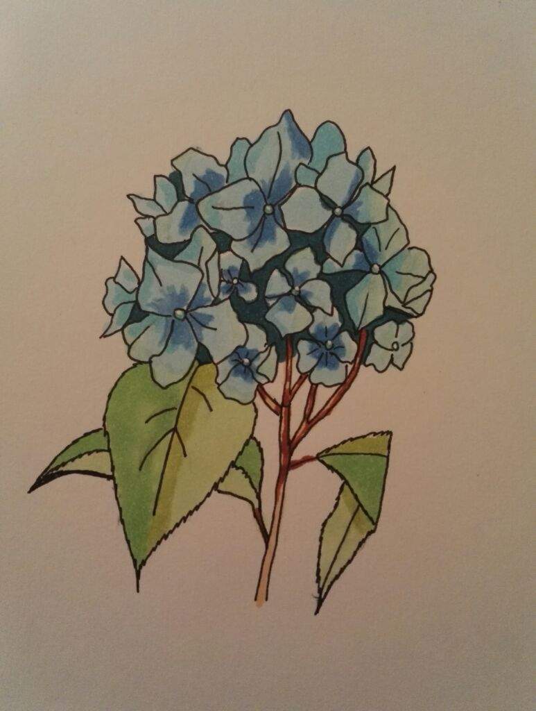 773x1024 Hydrangea Amino - Hydrangea Drawing