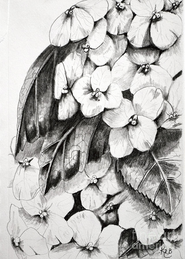 642x900 Hydrangea Drawing Drawing - Hydrangea Drawing