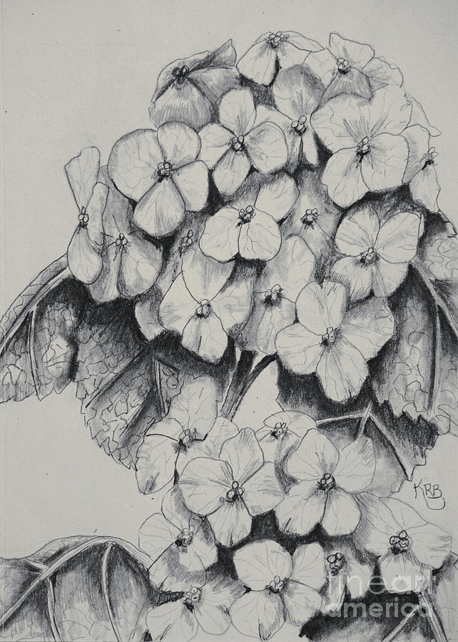 642x900 Hydrangea Drawing Drawing - Hydrangea Drawing
