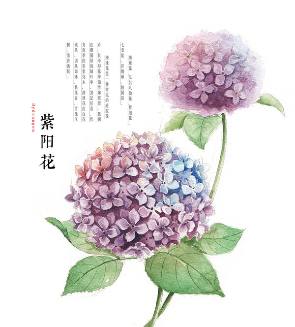 600x664 Hydrangea Drawing Sketch Drawing Skill - Hydrangea Drawing