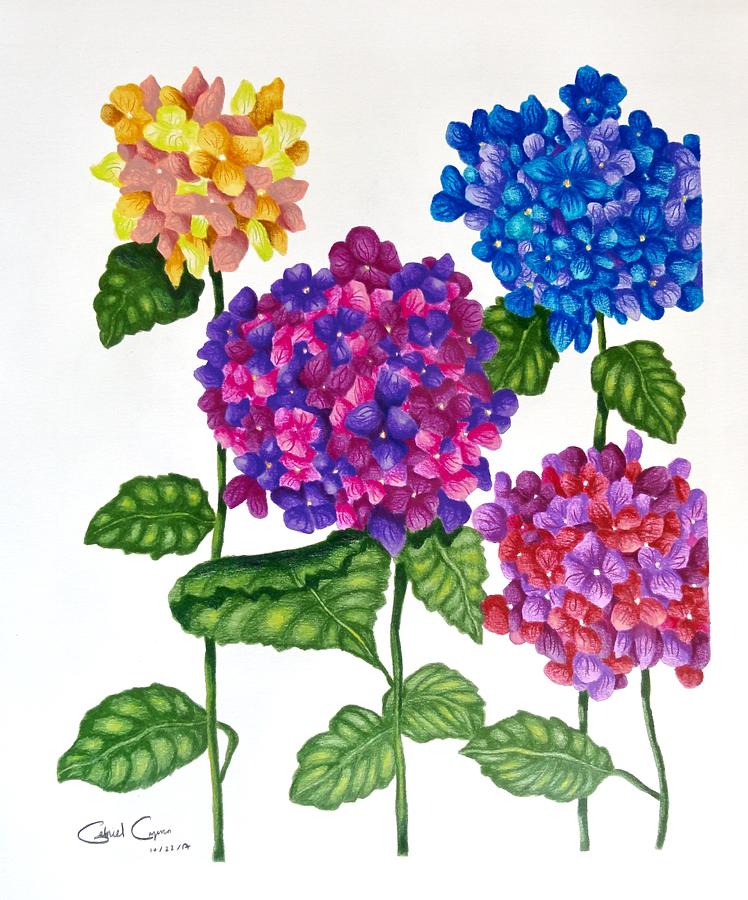 748x900 Hydrangea Drawing - Hydrangea Drawing
