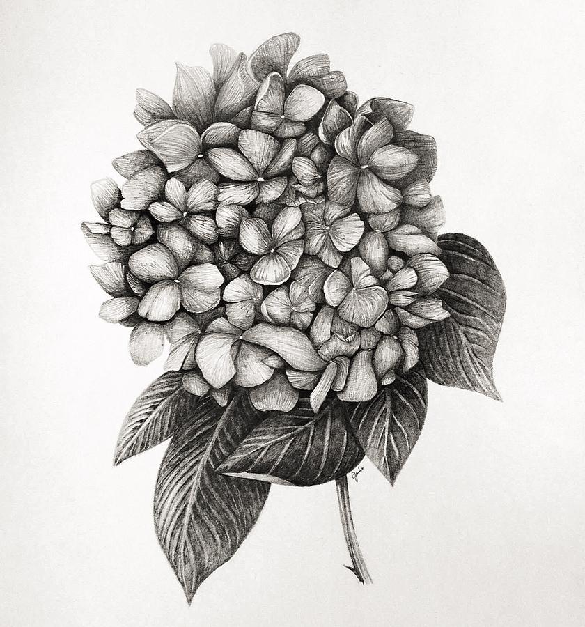 840x900 Hydrangea Drawing - Hydrangea Drawing