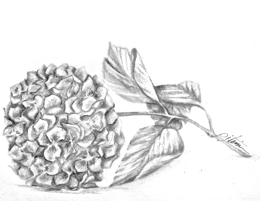 900x695 Hydrangea Drawing - Hydrangea Drawing