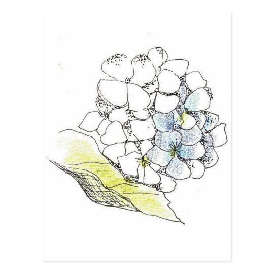 540x540 Hydrangea Flower Pen And Ink Drawing Postcard - Hydrangea Drawing