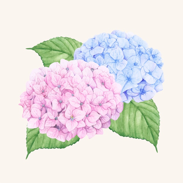 626x626 Hydrangea Vectors, Photos And Free Download - Hydrangea Drawing