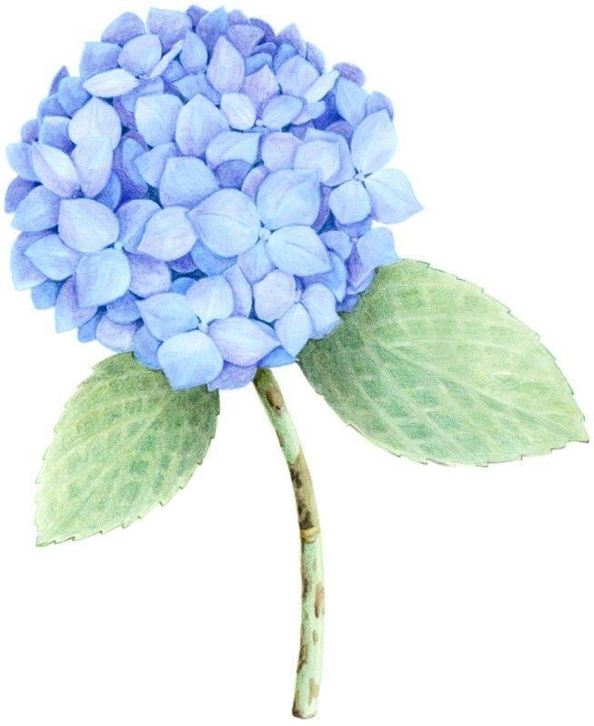 653x798 Hydrangea Drawing Bianca In Hydrangea, Floral Watercolor - Hydrangea Drawing