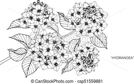 450x282 Hydrangea Flower Drawing And Sketch With Black And White Line Art - Hydrangea Drawing