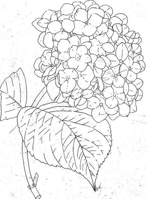 474x640 Hydrangea Line Flower Line Drawings Drawings, Painting - Hydrangea Drawing