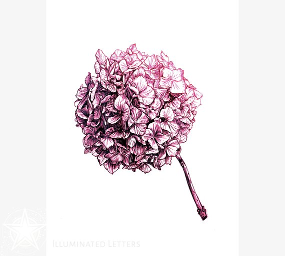 570x513 Pink And Black Hydrangea Drawing Instant Download Flower - Hydrangea Drawing