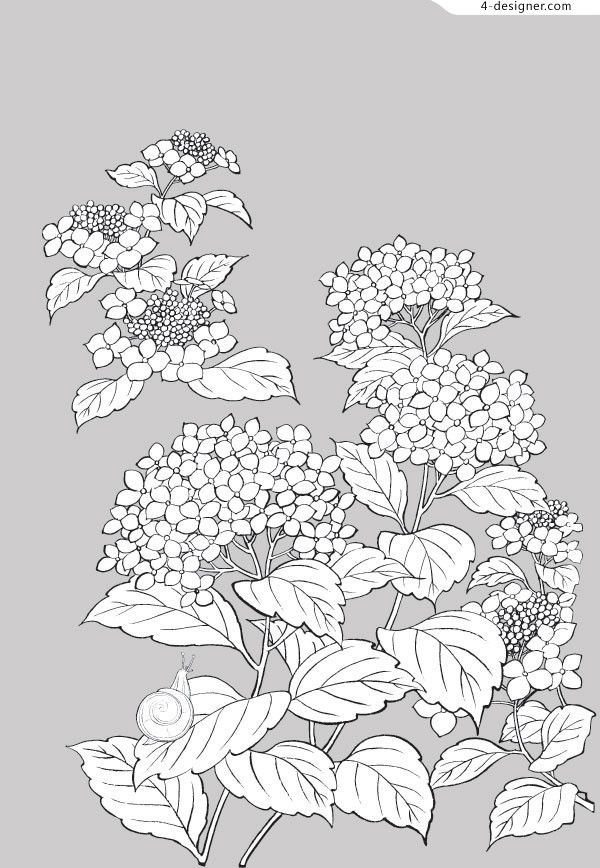 600x868 Hydrangea Drawing - Hydrangea Drawing