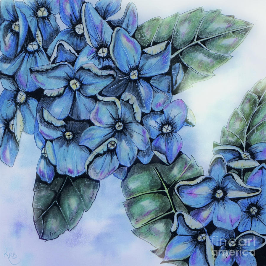 899x900 Blue Hydrangea Drawing - Hydrangea Drawing