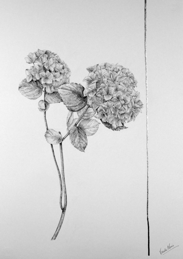 640x904 Drawing Of Hydrangea Artful - Hydrangea Drawing