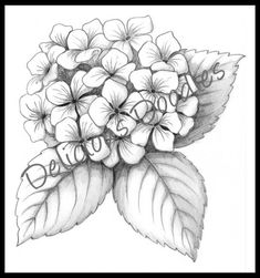 Hydrangea Flower Drawing
