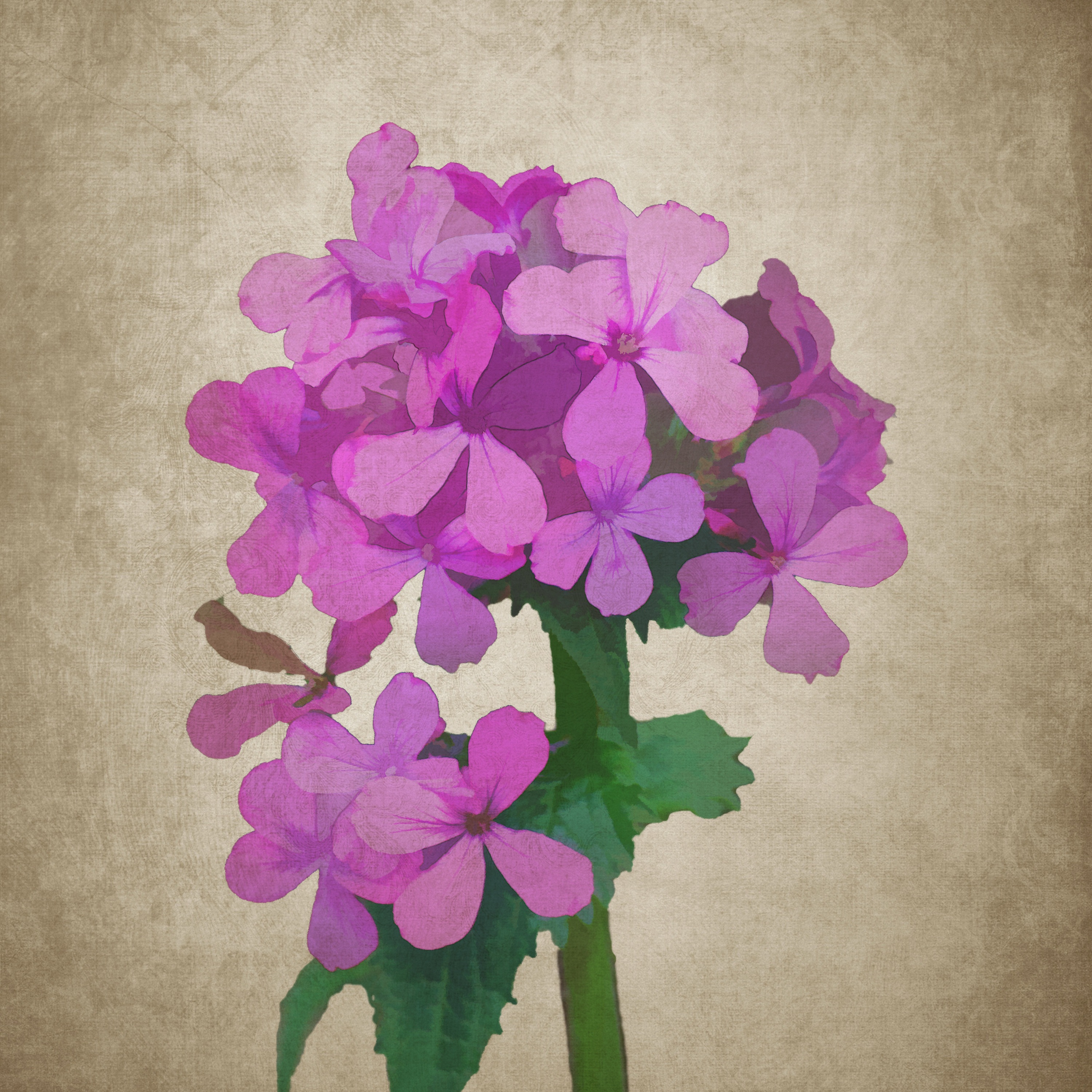3000x3000 free images leaf, flower, purple, petal, flora, hydrangea - Hydrangea Flower Drawing