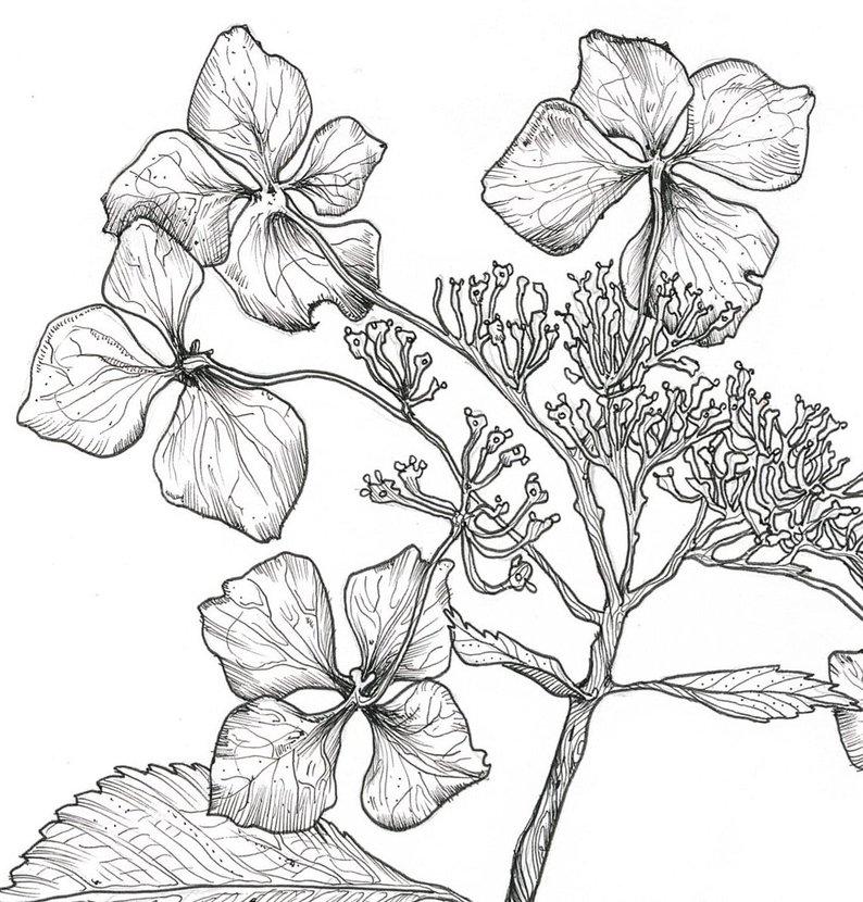 794x830 hydrangea flower illustration art print ink drawing etsy - Hydrangea Flower Drawing