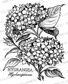 236x291 hydrangea flowers drawing things i like beautiful flower - Hydrangea Flower Drawing