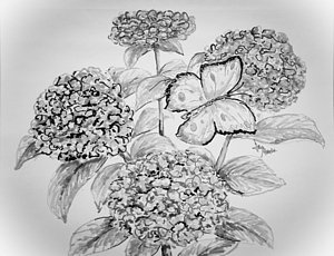 300x230 hydrangea flowers drawings pixels - Hydrangea Flower Drawing