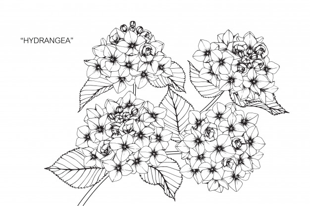 626x417 hydrangea flower drawing illustration vector premium download - Hydrangea Flower Drawing