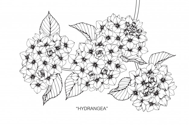 626x417 hydrangea flower drawing illustration vector premium download - Hydrangea Flower Drawing