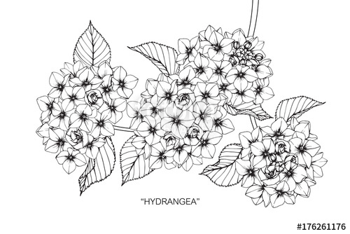 500x334 hydrangea flower drawing stock photo and royalty free images - Hydrangea Flower Drawing