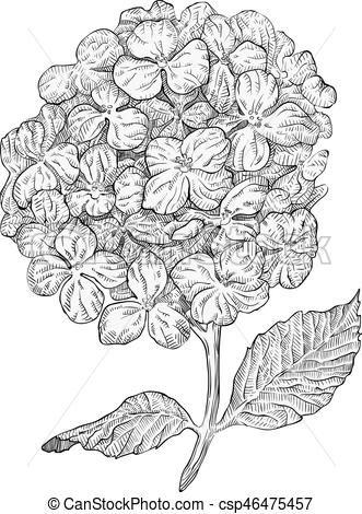 331x470 hydrangea flowers isolated on white background hand drawn - Hydrangea Flower Drawing