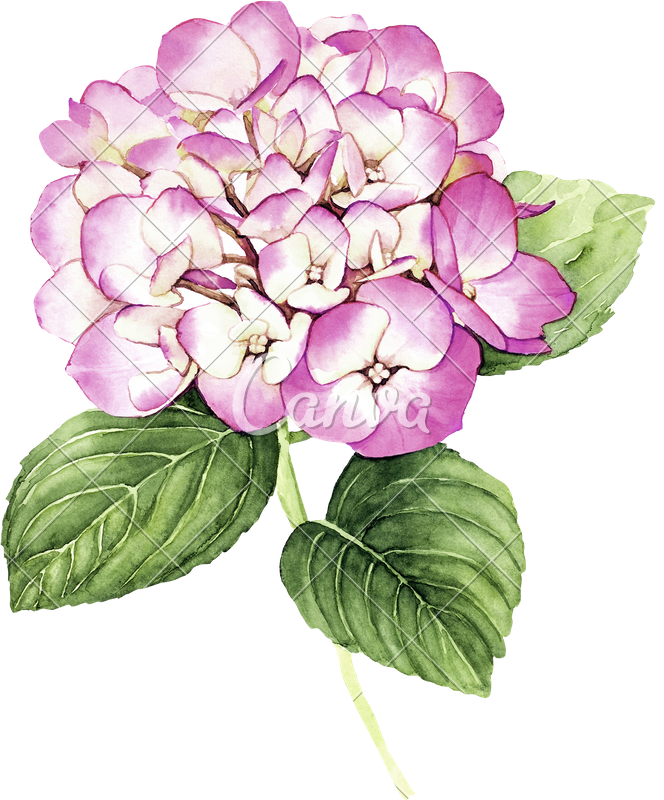 Hydrangea Flower Drawing at Explore collection of