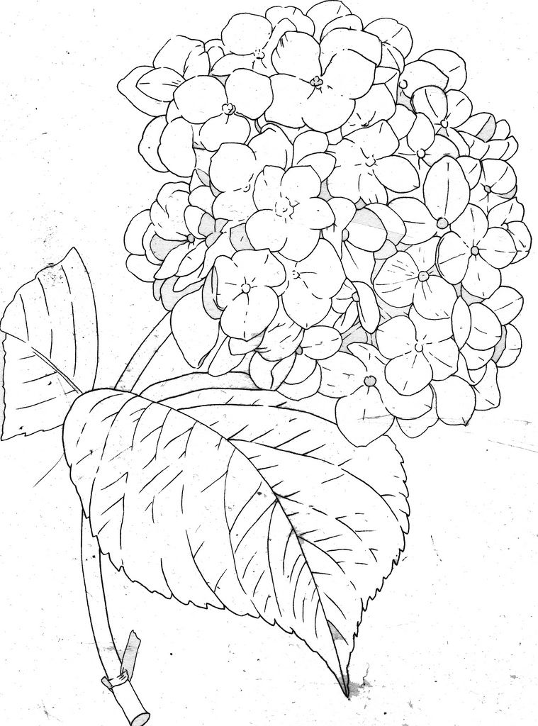 759x1024 hydrangea line back to the drawing board aquarellzeichnung - Hydrangea Flower Drawing