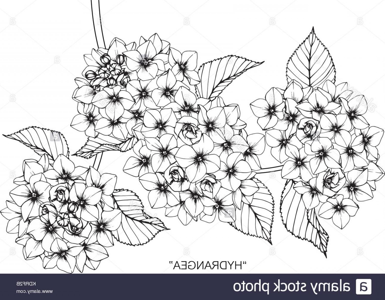 1560x1215 stock image hydrangea flower drawing illustration black and white - Hydrangea Flower Drawing