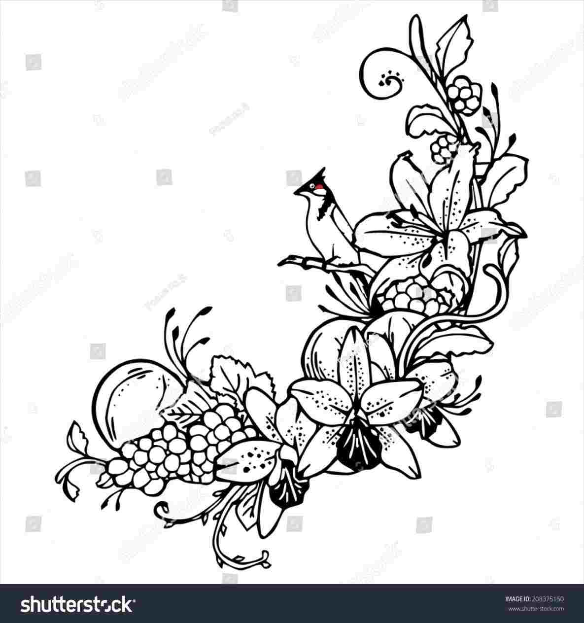 1185x1264 like drawings rhcom hydrangea flower line - Hydrangea Flower Drawing